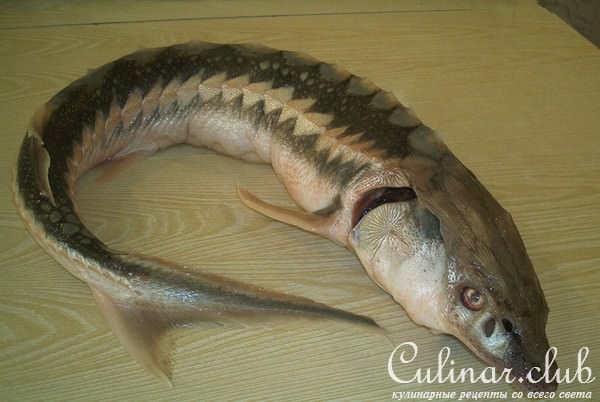 Осетрина с соусом из хрена.